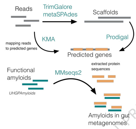 Aggregation in gut: on the link between neurodegeneration and bacterial functional amyloids | npj | RMH | Scoop.it