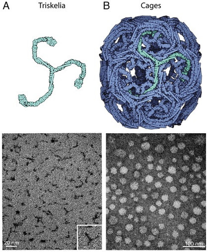 New nanoparticles developed that cross blood-brain barrier | Amazing Science | Scoop.it