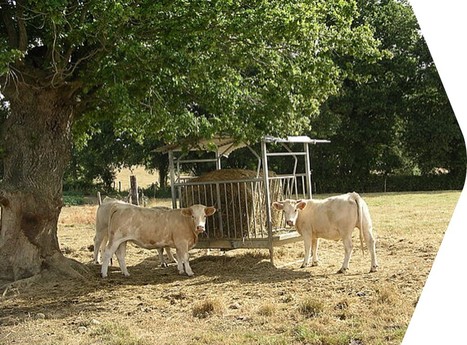 Aclimel - Gestion des aléas climatiques : les travaux régionaux | Lait de Normandie... et d'ailleurs | Scoop.it