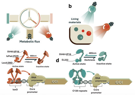Dual-channel optogenetics in yeast for multiplexed light-based control of cellular processes and pathways | Ncm | RMH | Scoop.it