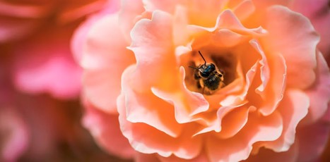 Pourquoi toutes les fleurs ne sentent pas la rose… loin de là ! | EntomoScience | Scoop.it