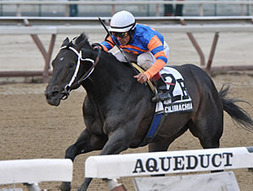 Calibrachoa Scratched From Carter | BloodHorse.com | Racing News | Scoop.it