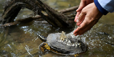 Érosion de la biodiversité : vers une épidémie de pandémies | COVID-19 : Le Jour d'après et la biodiversité | Scoop.it