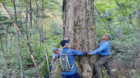 Projet d’aire protégée du lac Kénogami : Québec ne procédera pas aux coupes | Ils parlent de nous ! | Scoop.it
