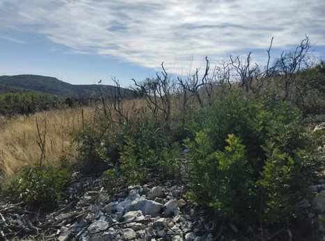 Nettoyer, replanter, diversifier… Comment ressusciter les forêts après un incendie | Les Colocs du jardin | Scoop.it