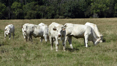 Viande bovine : tous les scénarios mènent à une baisse de production d’ici à 2035 | Economie de l'Elevage | Scoop.it