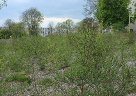 &Agrave; Nogent-sur-Oise une for&ecirc;t urbaine remplace une friche (60) | Biodiversit&eacute;, &Eacute;cologie et Environnement | Scoop.it