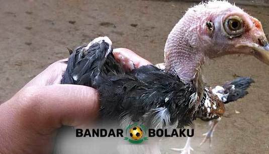 Penyebab Ayam Bangkok Aduan Kurus Dan Susah Gem