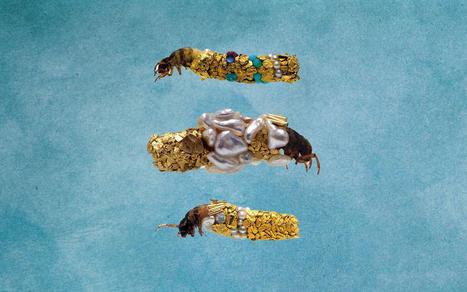 Cabinet de curiosités : des larves de phryganes habillées d'or | Variétés entomologiques | Scoop.it