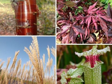 Des végétaux spectaculaires aux Journées des plantes de Crécy-la-Chapelle | Variétés entomologiques | Scoop.it