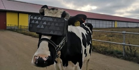 La Russie &eacute;quipe ses vaches de casques VR pour produire plus de lait | CONFLIT RUSSO-UKRAINIEN | Scoop.it