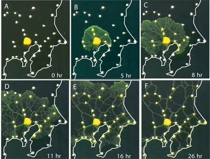 Le m&eacute;tro de Tokyo et les routes des &Eacute;tats-Unis mod&eacute;lis&eacute;s par un micro-organisme ~ Sweet Random Science | Microbiologie | Scoop.it