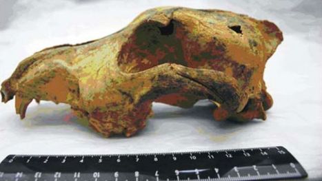 Fossil traces dog domestication back 33,000 years | Amazing Science | Scoop.it
