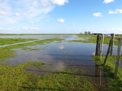 Les zones humides : pourquoi les pr&eacute;server ? | Actualit&eacute;s de l'&eacute;levage | Scoop.it