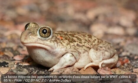 Dauphins, grenouilles... Les populations d’animaux sauvages se sont effondrées | Biodiversité | Scoop.it