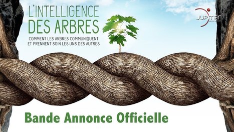 L'intelligence des arbres | EntomoScience | Scoop.it