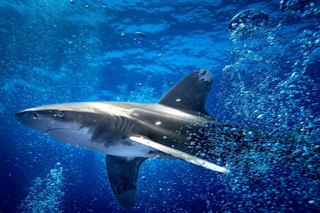 Sharks Might Save Us Fuel, If We Let Them | Biomimicry 3.8 | Scoop.it