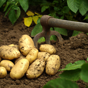 Des recherches pour préserver la qualité du plant de pomme de terre français | Life Sciences Université Paris-Saclay | Scoop.it