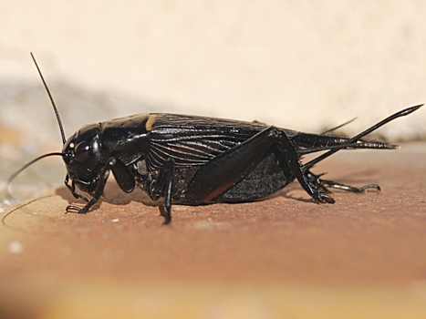 Stridulophile ! | Variétés entomologiques | Scoop.it