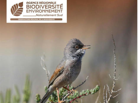 Indice régional de la biodiversité de l'Arbe : 41% des espèces en déclin - | Biodiversité | Scoop.it