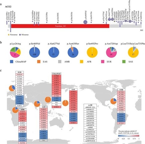 Comparative genetic analysis of the novel coronavirus (2019-nCoV/SARS-CoV-2) receptor ACE2 in different populations | Wuhan, Hubei | Scoop.it
