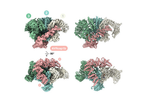 bioRxiv: A plant pathogen effector blocks stepwise assembly of a helper NLR resistosome | Publications from The Sainsbury Laboratory | Scoop.it