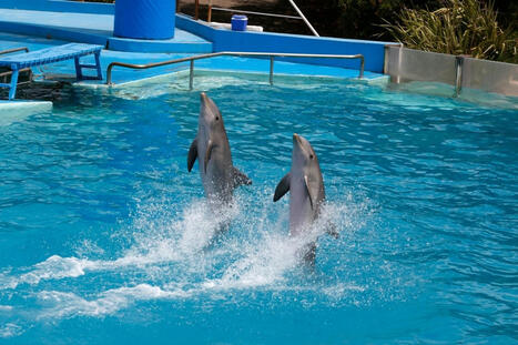 Mexique : le Congrès adopte l’interdiction des spectacles de dauphins et de baleines | Revue de presse Cétacés | Scoop.it
