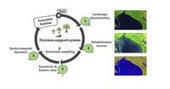 Suivre l&rsquo;&eacute;volution des mangroves gr&acirc;ce &agrave; la t&eacute;l&eacute;d&eacute;tection : une nouvelle m&eacute;thode pour &eacute;valuer la restauration et la biodiversit&eacute; | &Eacute;cosyst&egrave;mes Tropicaux | Scoop.it
