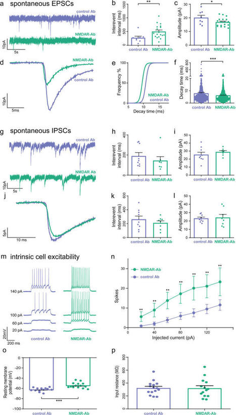 Multimodal electrophysiological analyses reveal that reduced synaptic excitatory neurotransmission underlies seizures in a model of NMDAR antibody-mediated encephalitis | AntiNMDA | Scoop.it