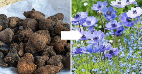 Kruunuvuokko &ndash; hortonomin kasvatusvinkit | Viherpiha | 1Uutiset - Lukemisen t&auml;hden | Scoop.it