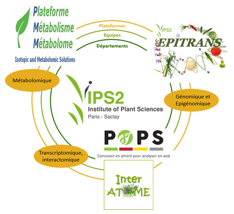 FOCUS PLATEFORME : Comprendre le monde végétal à l’IPS2 : à chaque niveau d’étude, sa plateforme ; à chaque projet, du sur-mesure | Plant Sciences | Scoop.it