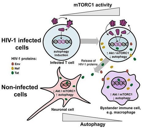 La voie mTORC1 dans la lutte contre VIH-1 | Life Sciences Université Paris-Saclay | Scoop.it
