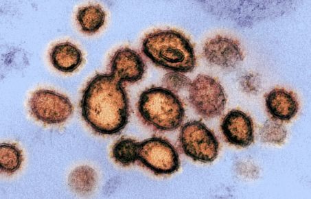 Coronavirus : chronologie de l'épidémie en Chine et émergence de théories complotistes | EntomoScience | Scoop.it