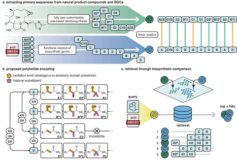 RetroMol: Parsing a shared encoding from natural products and their biosynthetic gene clusters | brvbi | RMH | Scoop.it