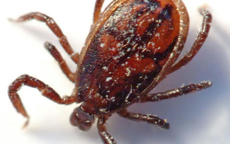 Maladie de Lyme: 30% des tiques porteuses d’un agent infectieux, les piqûres dans les jardins en hausse  | Actualité sanitaire et sociale - CRDI Croix-Rouge Compétence                               Hauts-de-France | Scoop.it