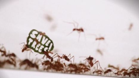 [Vidéo] WWF fait manifester des fourmis | Variétés entomologiques | Scoop.it