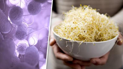 Kansainv&auml;linen salmonellaepidemia johtui iduista &ndash; ainakin yksi kuoli Suomessa | A1Uutiset | Scoop.it
