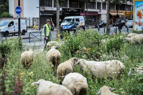 Agriculture urbaine en France, le jeu des sept familles | Les Colocs du jardin | Scoop.it