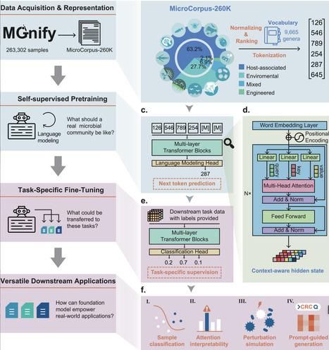 MGM as a Large-Scale Pretrained Foundation Model for Microbiome Analyses in Diverse Contexts | advS | RMH | Scoop.it