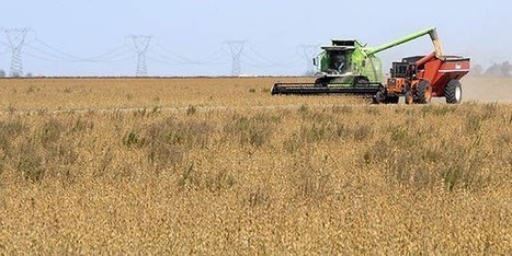 Italy to establish 10 wheat silos in Egypt (Ministry) | MED-Amin network | Scoop.it