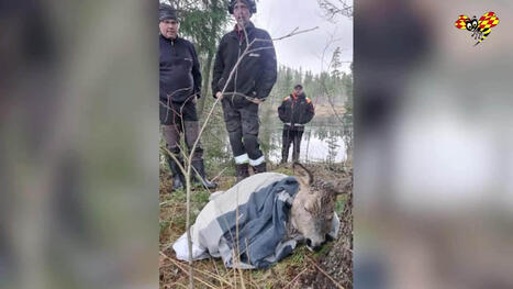 Här räddar jaktlaget rådjur som gått genom isen i Äppelbo | 1Uutiset - Lukemisen tähden | Scoop.it