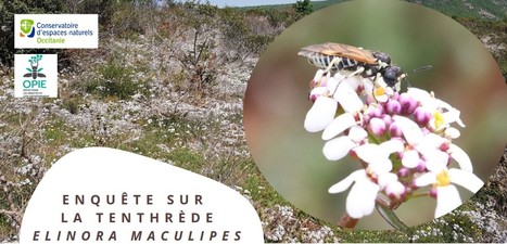 Enquête sur la tenthrède Elinora maculipes – OPIE antenne Occitanie | Variétés entomologiques | Scoop.it