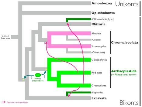 BMC Evolutionary Biology: Cyanobacterial contribution to the genomes of the plastid-lacking protists | Plant Pathogenomics | Scoop.it