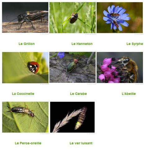 Cet été, Noé met à l’honneur les insectes nocturnes ! | Insect Archive | Scoop.it