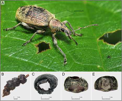 Un ornement en insectes unique vieux de 2 500 ans révèle les secrets des rituels funéraires dans la Pologne préhistorique | EntomoNews | Scoop.it