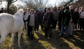Arles : la manade expérimentale de la Tour du Valat se dévoile | Camargue Nature | Scoop.it