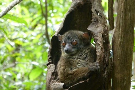 Une entreprise dans la tourmente cherche à exploiter des terres rares dans la forêt de Madagascar | Decolonial | Scoop.it