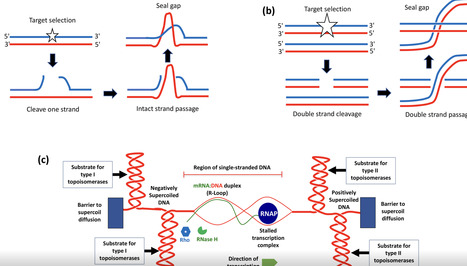 Microbial Primer: Bacterial DNA supercoiling | Msc | RMH | Scoop.it
