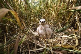 Un appel aux dons pour sauver les busards cendrés menacés par la fauche agricole   | Les oiseaux au gré du vent | Scoop.it