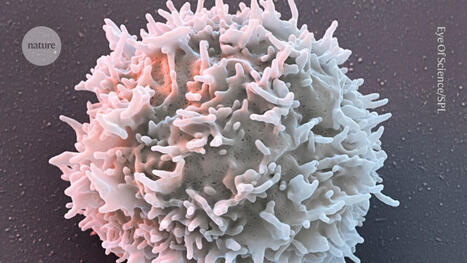 ‘They don’t have symptoms’: CAR-T therapies send autoimmune diseases into remission | Prof. David Simon | Immunology and Biotherapies | Scoop.it